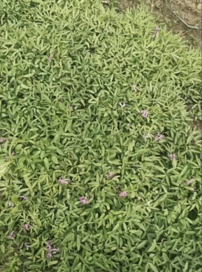 陕西汉中精品药材元胡，颗粒大，含量高，
