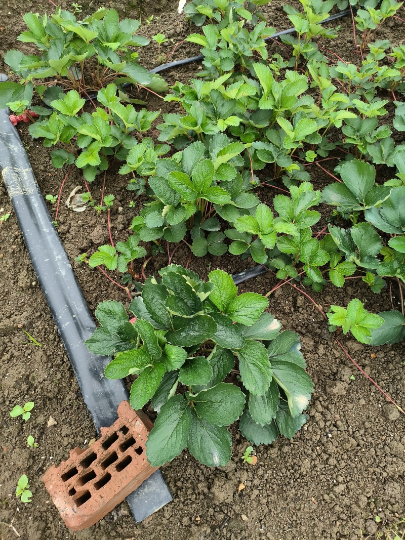 草莓苗