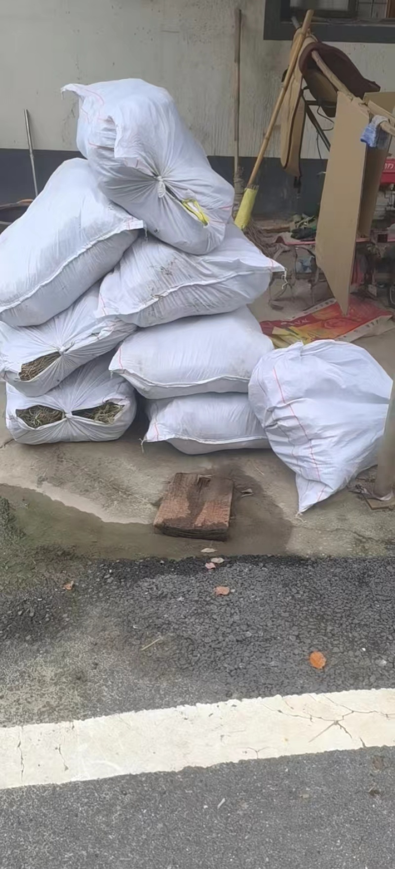 【精选】芦苇规格齐全产地一手货源直发价格优惠欢迎合作