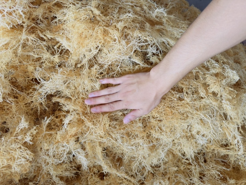 溢香园牌：纯清水龙须菜（精品鹿角菜）国家SC认证