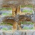 溢香园牌：纯清水龙须菜（精品鹿角菜）国家SC认证