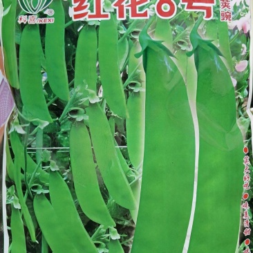 豌豆种子红花8号红花双荚大荚型荷兰豆精选品种脆甜