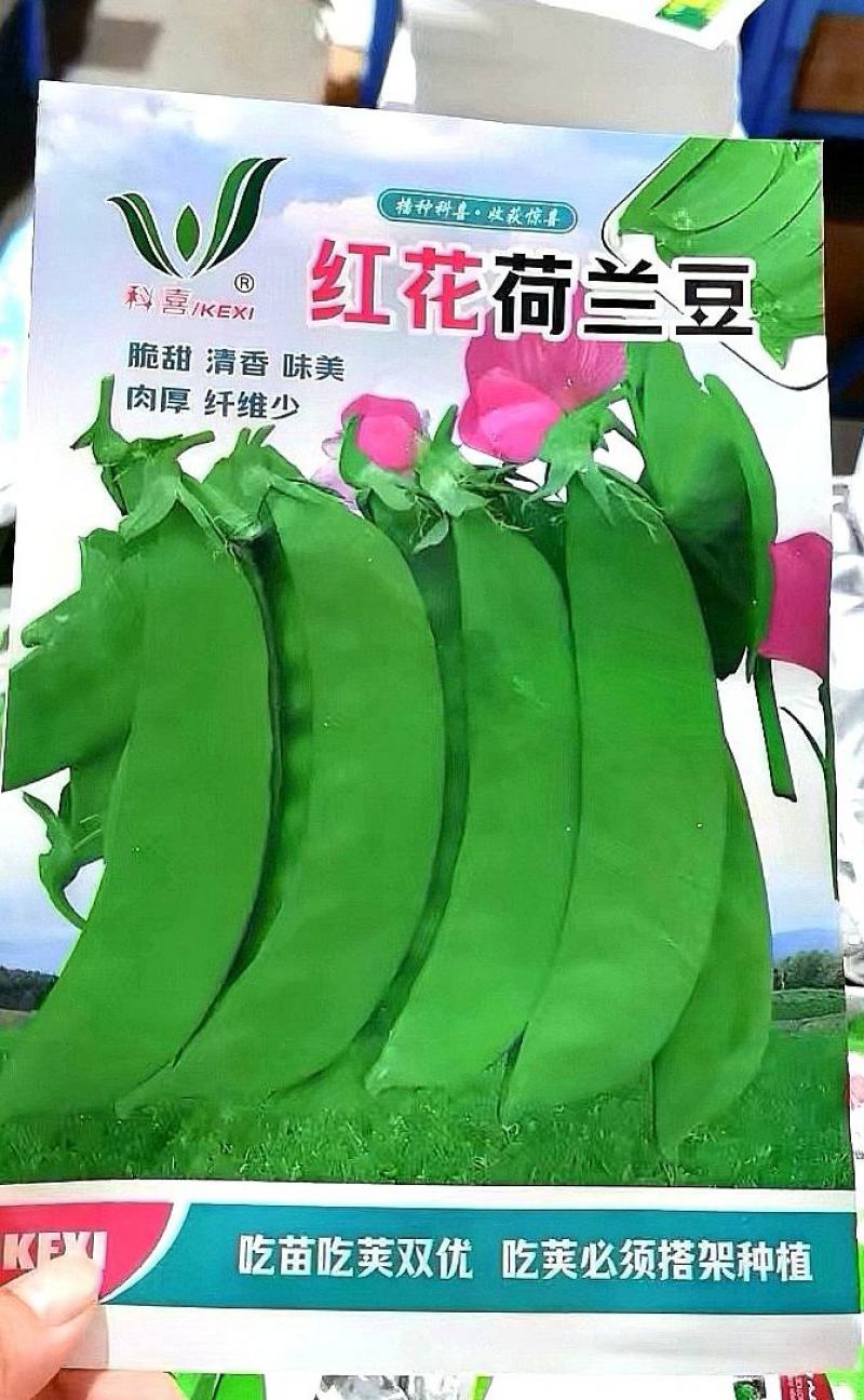 豌豆种子红花8号红花双荚大荚型荷兰豆精选品种脆甜
