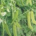 豌豆种子红花8号红花双荚大荚型荷兰豆精选品种脆甜