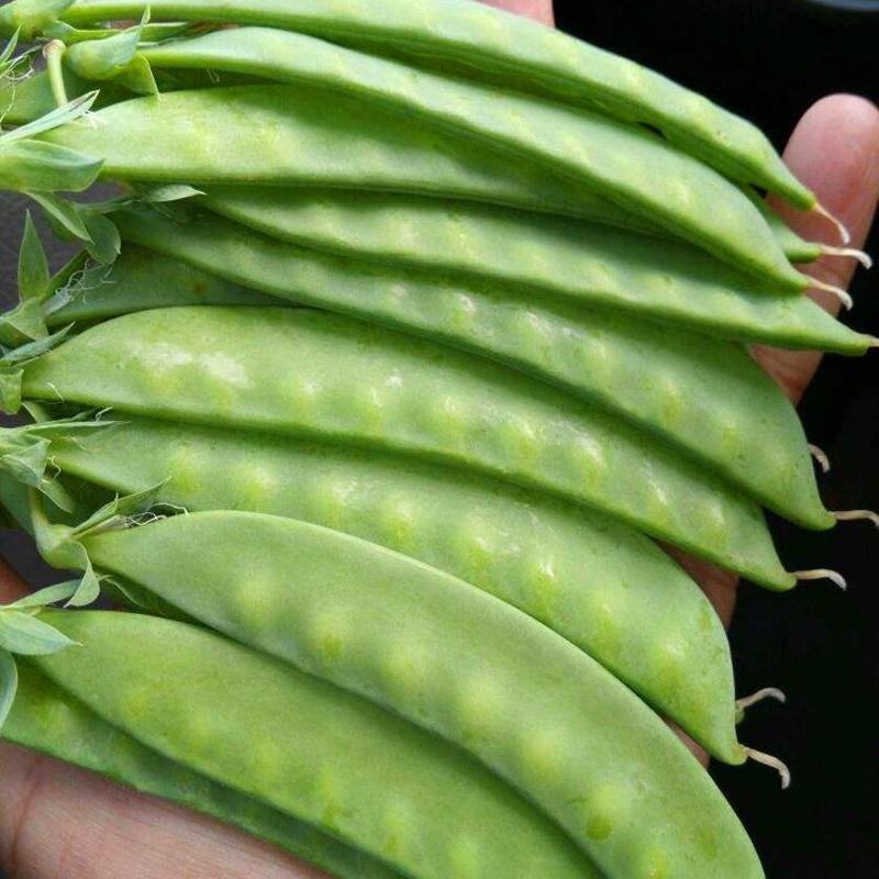 豌豆种子红花8号红花双荚大荚型荷兰豆精选品种脆甜