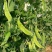豌豆种子红花8号红花双荚大荚型荷兰豆精选品种脆甜