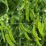 豌豆种子红花8号红花双荚大荚型荷兰豆精选品种脆甜