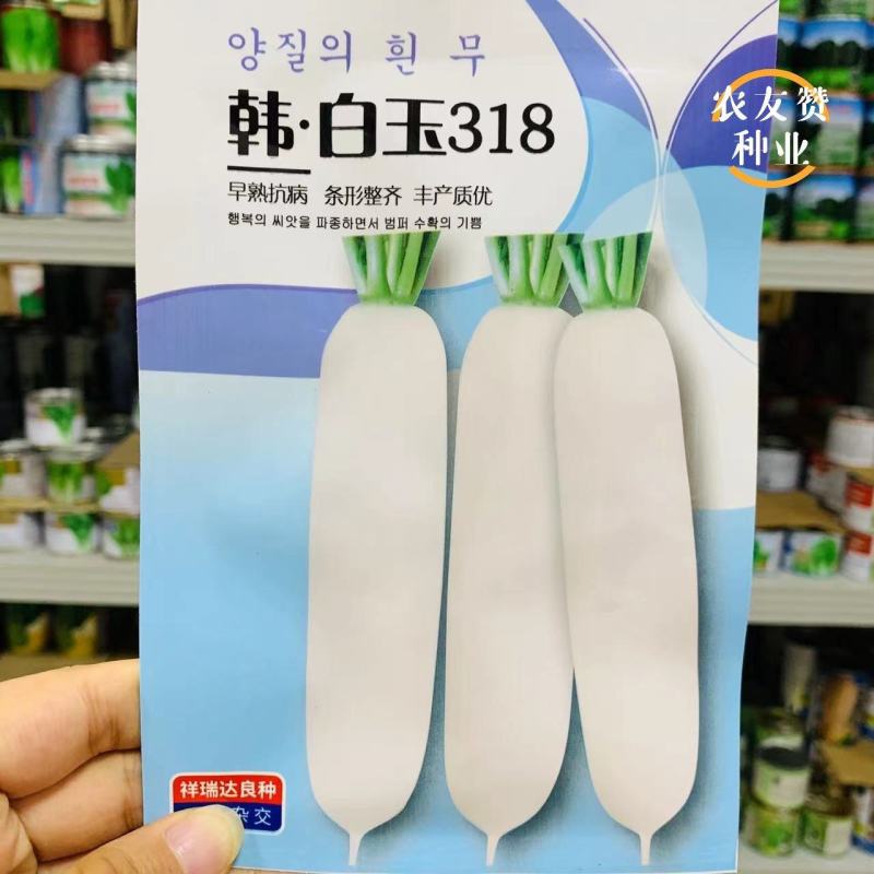 韩白玉318白萝卜种子早熟抗病整齐度好秋季大白萝卜种籽