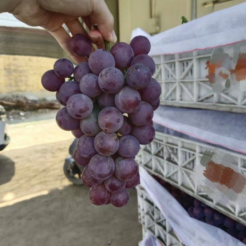 陆地软枝巨峰葡萄预售中，有需要的老板通过一亩田和我联系
