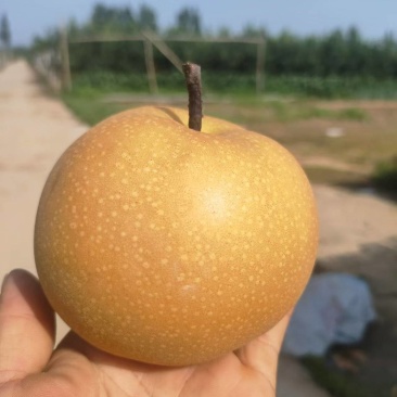 秋月梨
