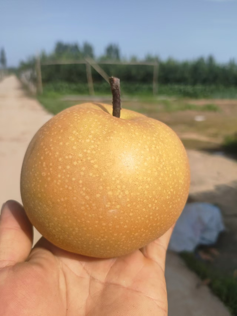 秋月梨