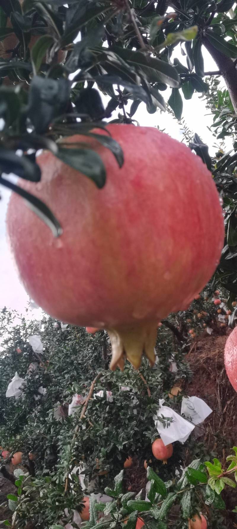 会理软籽石榴