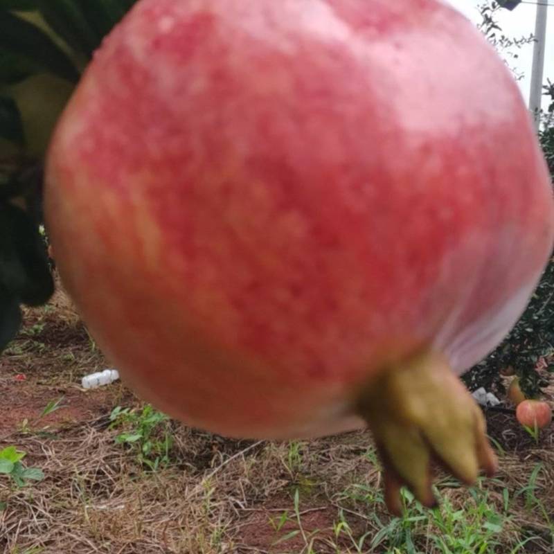 会理软籽石榴
