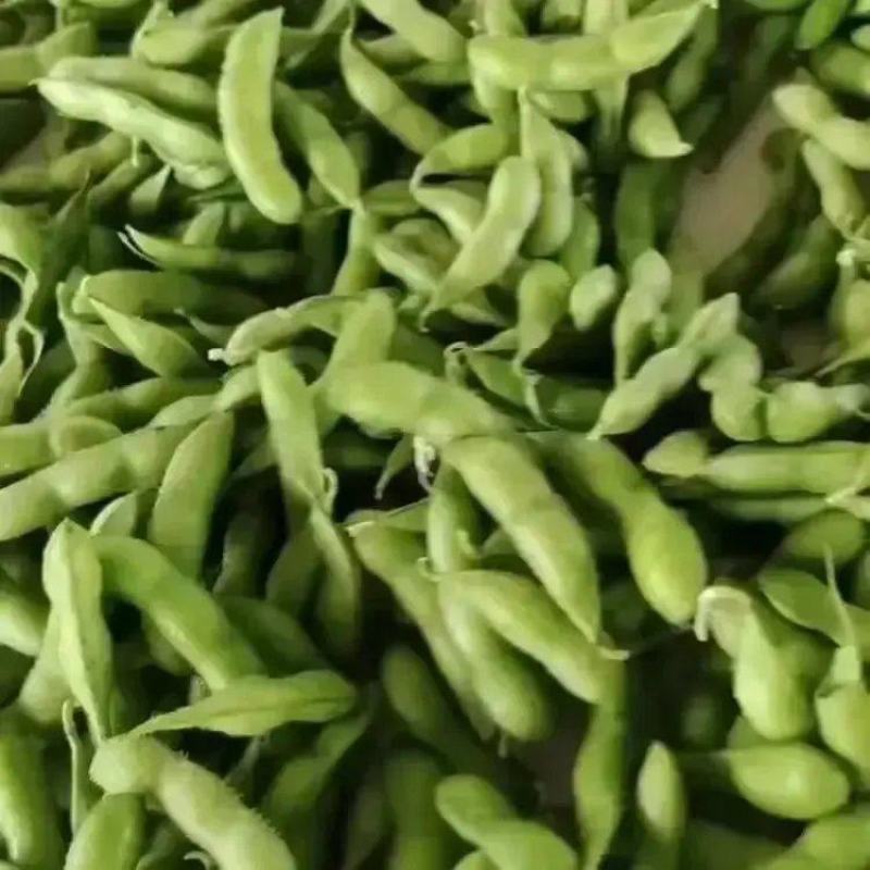 精品翠绿宝毛豆大量上市品质保证量大从优一手货源