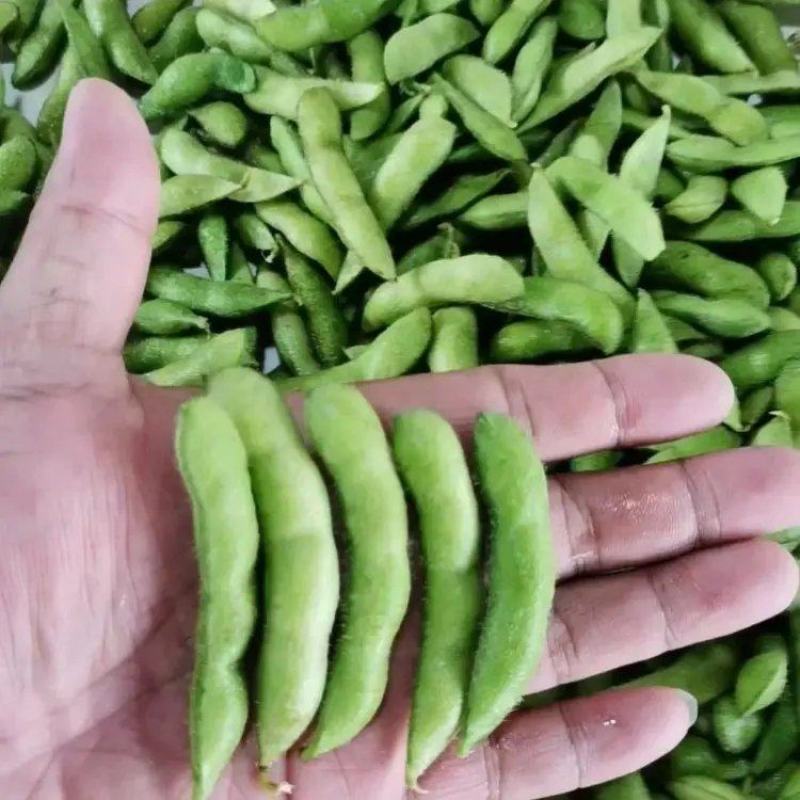 精品翠绿宝毛豆大量上市品质保证量大从优一手货源
