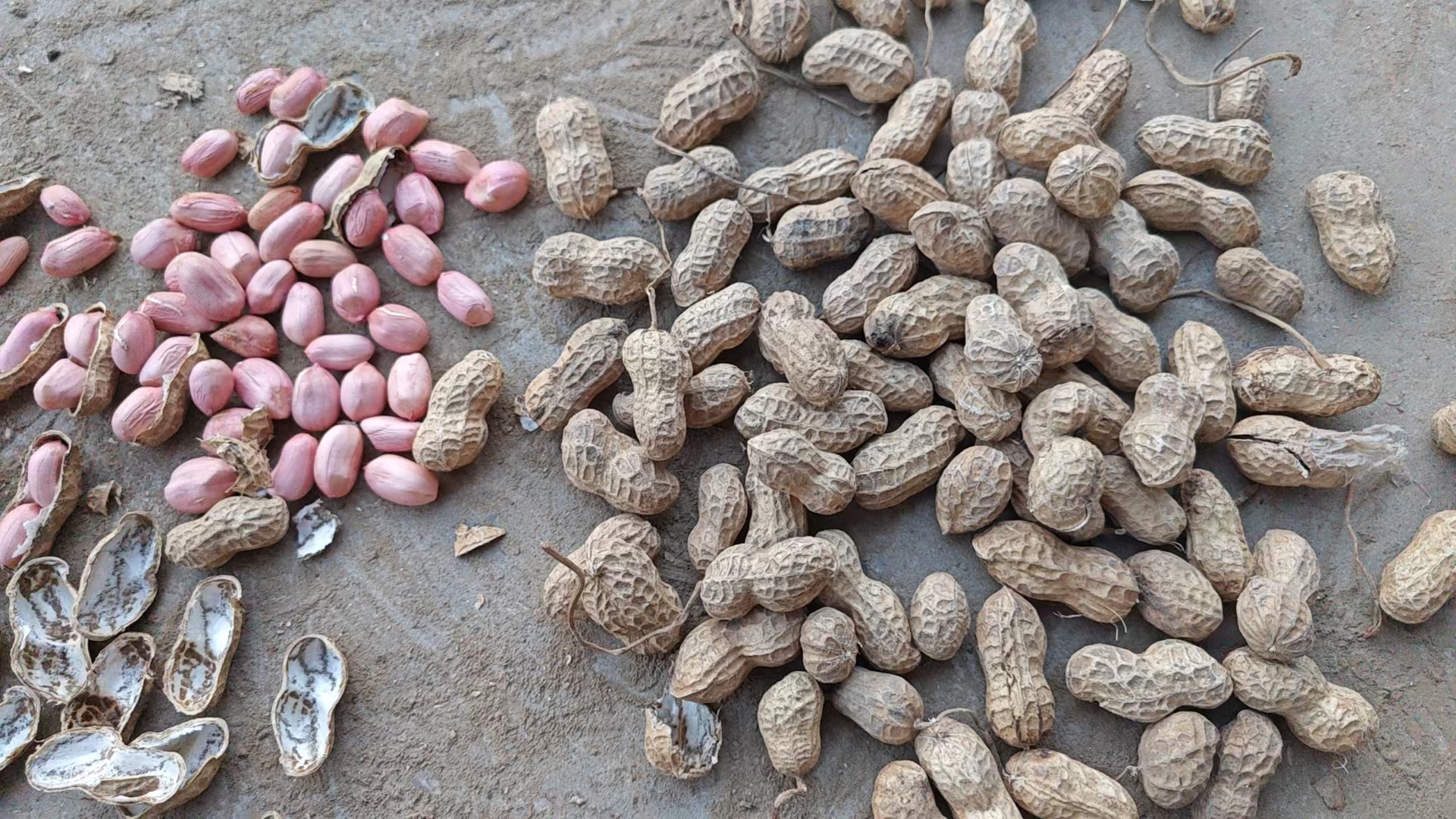 海南胡椒主产区地图