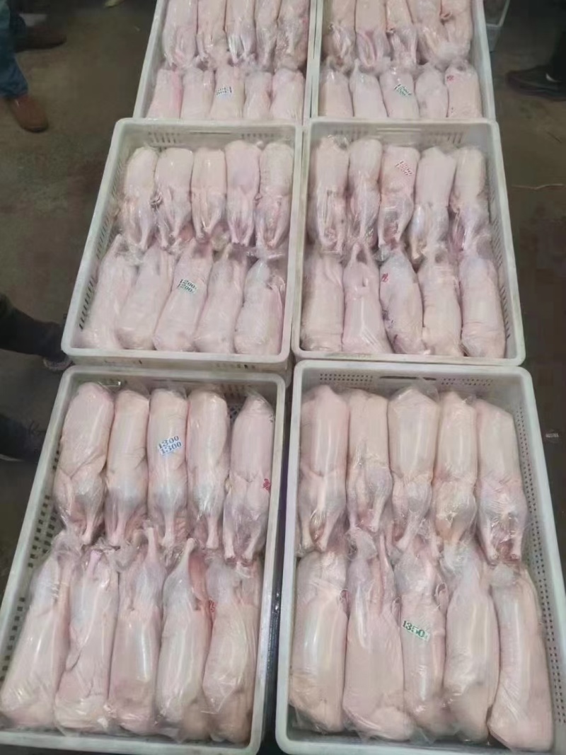 白条鸭大小都有