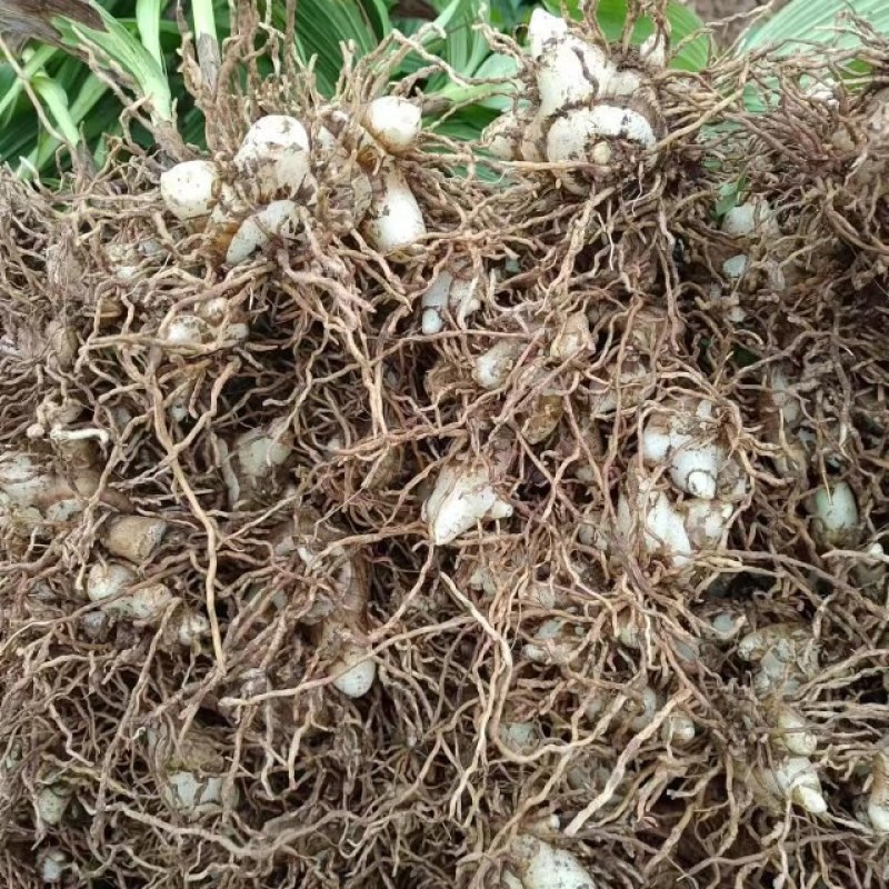 中药材白芨