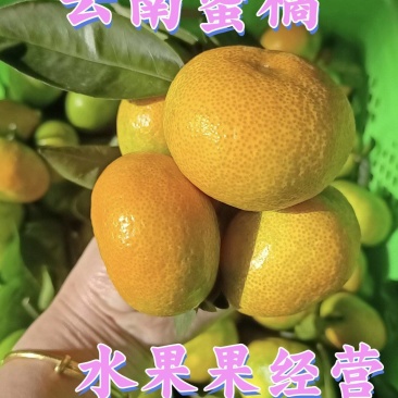湖北早熟蜜橘青皮柑橘皮薄无渣产地直发诚信代办。