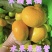 湖北早熟蜜橘青皮柑橘皮薄无渣产地直发诚信代办。
