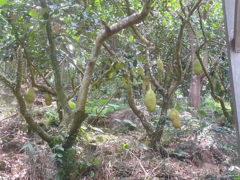 菠萝蜜大量有货海南菠萝蜜产地发货，一手货源质量保证