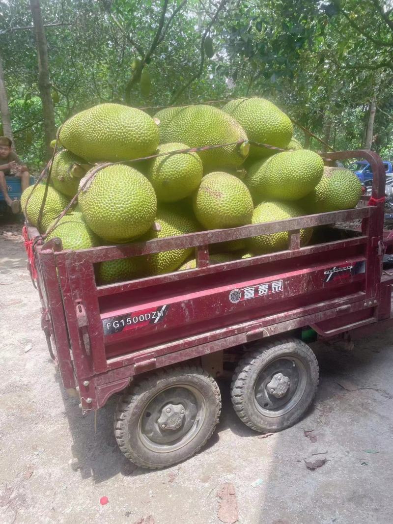 菠萝蜜大量有货海南菠萝蜜产地发货，一手货源质量保证