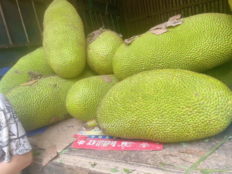 菠萝蜜大量有货海南菠萝蜜产地发货，一手货源质量保证