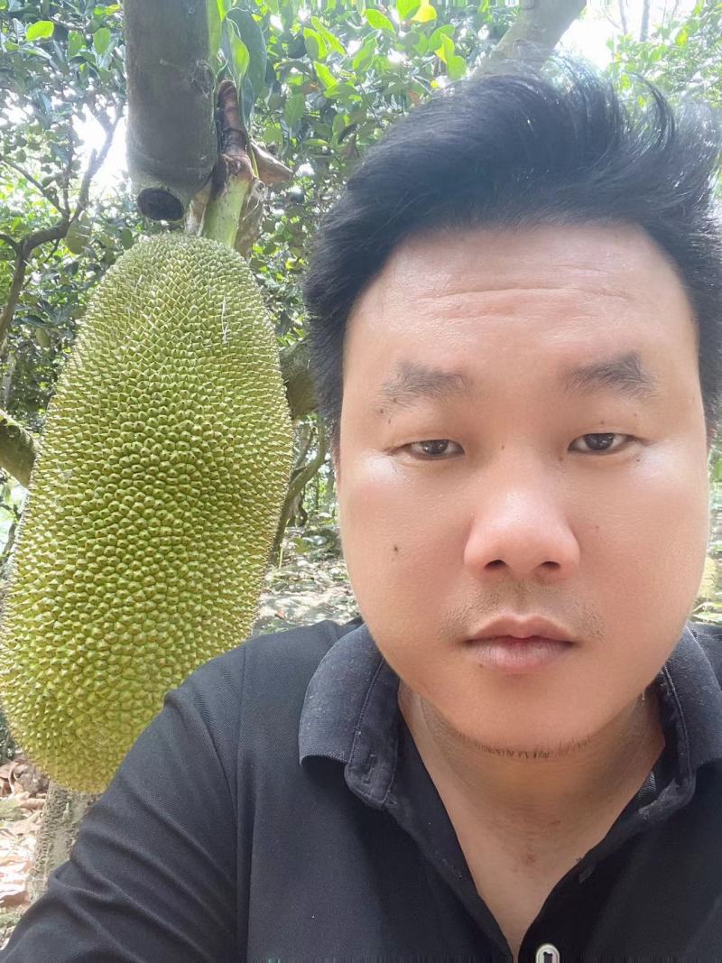 菠萝蜜大量有货海南菠萝蜜产地发货，一手货源质量保证