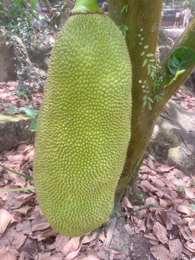 菠萝蜜大量有货海南菠萝蜜产地发货，一手货源质量保证