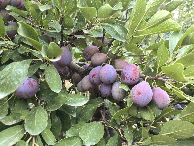 新疆喀什法兰西梅空运冷藏一件代发顺丰包邮