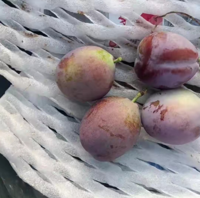 早熟西梅品种塔尔玛西梅苗高糖丰产抗裂果