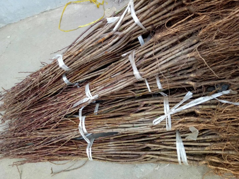 早熟西梅品种塔尔玛西梅苗高糖丰产抗裂果