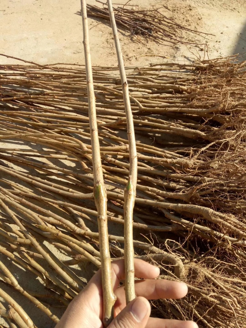 早熟西梅品种塔尔玛西梅苗高糖丰产抗裂果