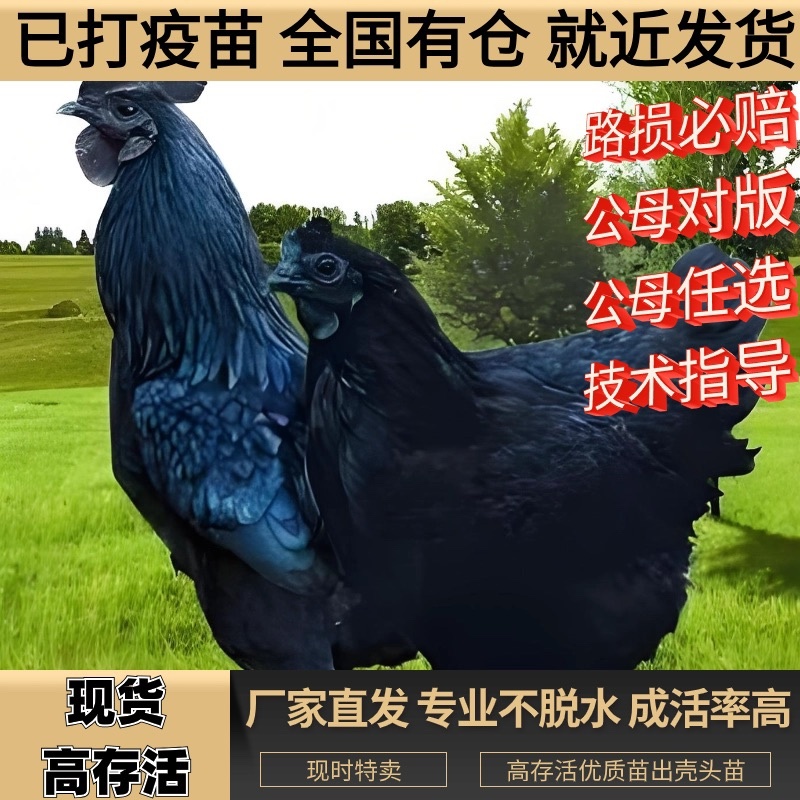 南昌五黑鸡苗包防疫包运输包成活率货到满意付款诚信服务