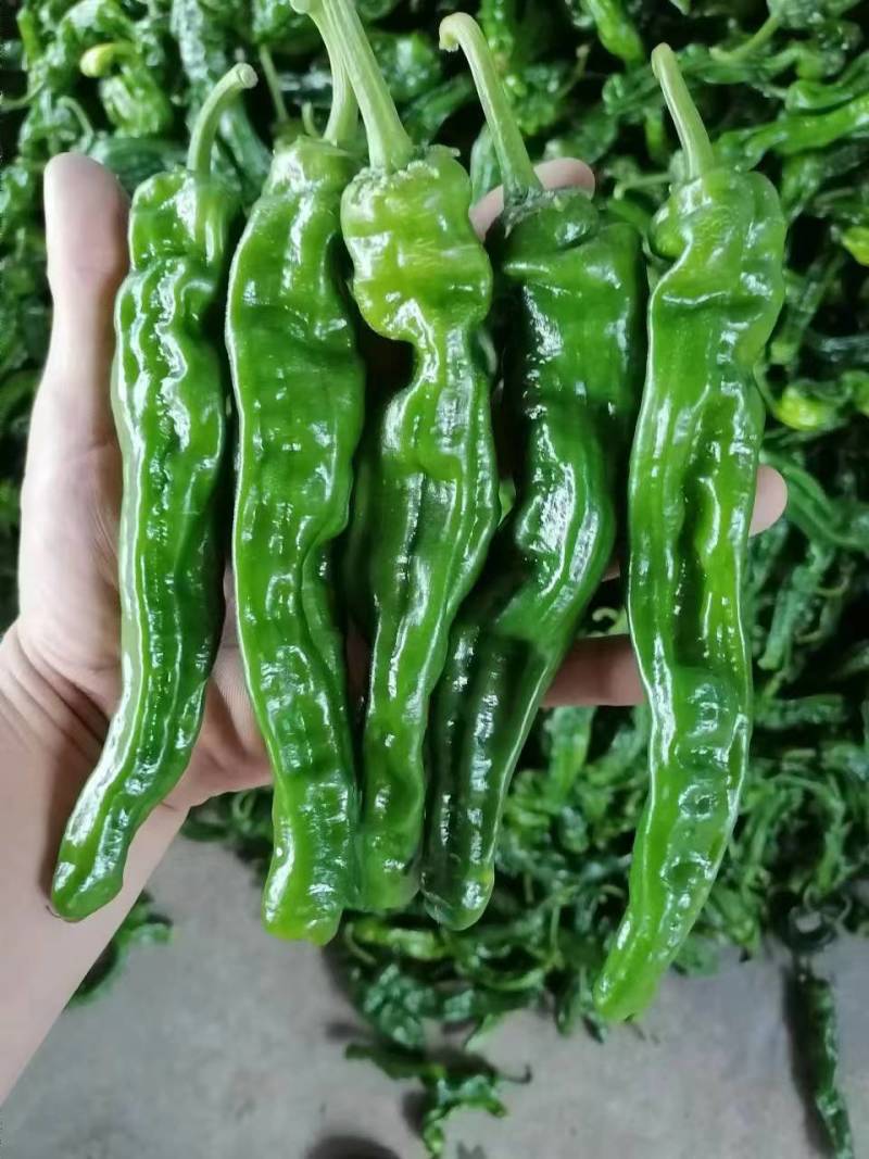 精品皱皮椒，基地新鲜采摘，一手货源，配备专业物流公司