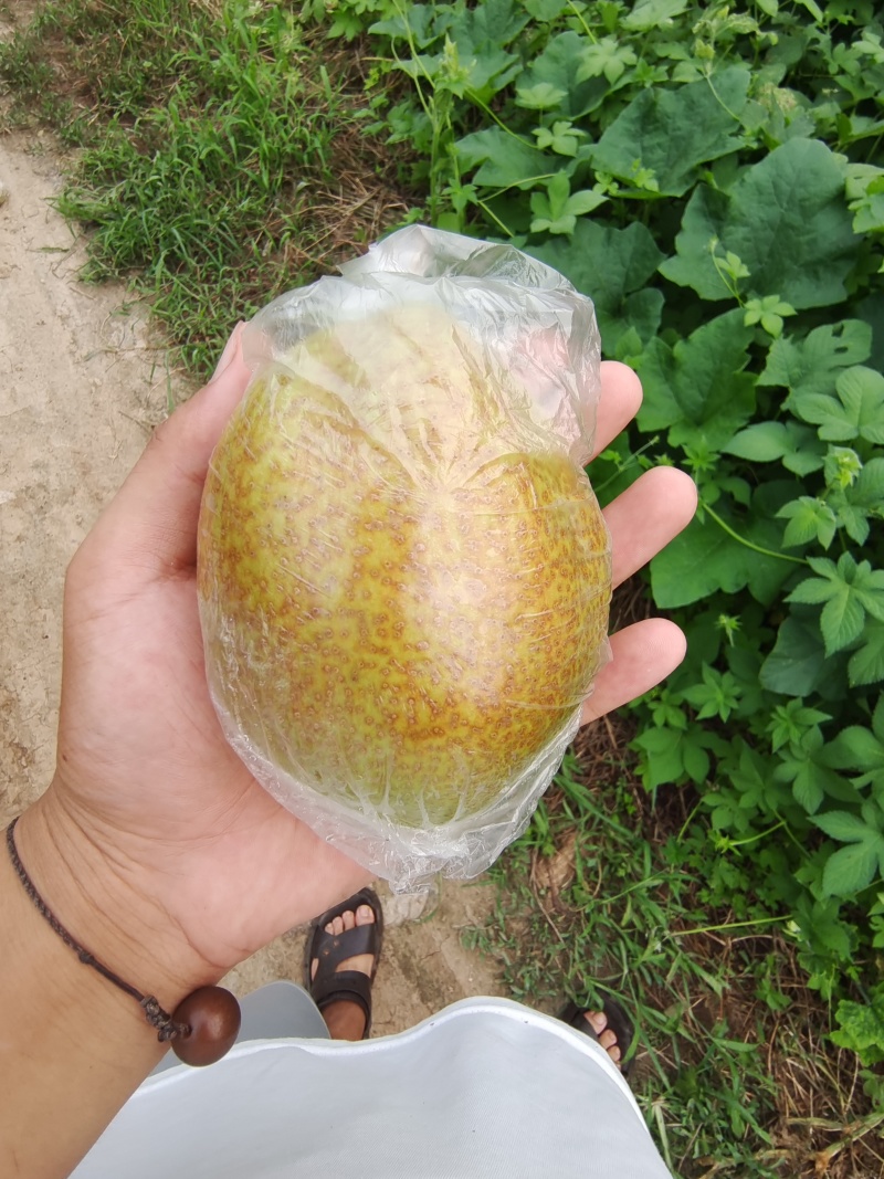 魅梨7号，大量现货，可根据要求包装上车，口感脆甜，无渣。