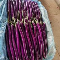 精品线茄大量上市产地直供品质保证全国发货欢迎致电