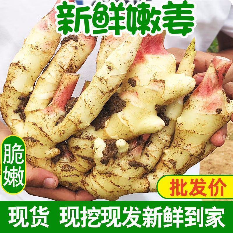 红芽鲜姜大量上市存窖存库老板联系保质保量产地现挖