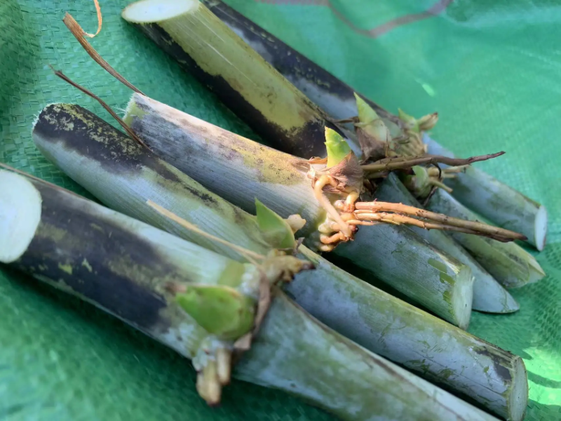 甜象草千亩基地量大发货质量保证提供技术