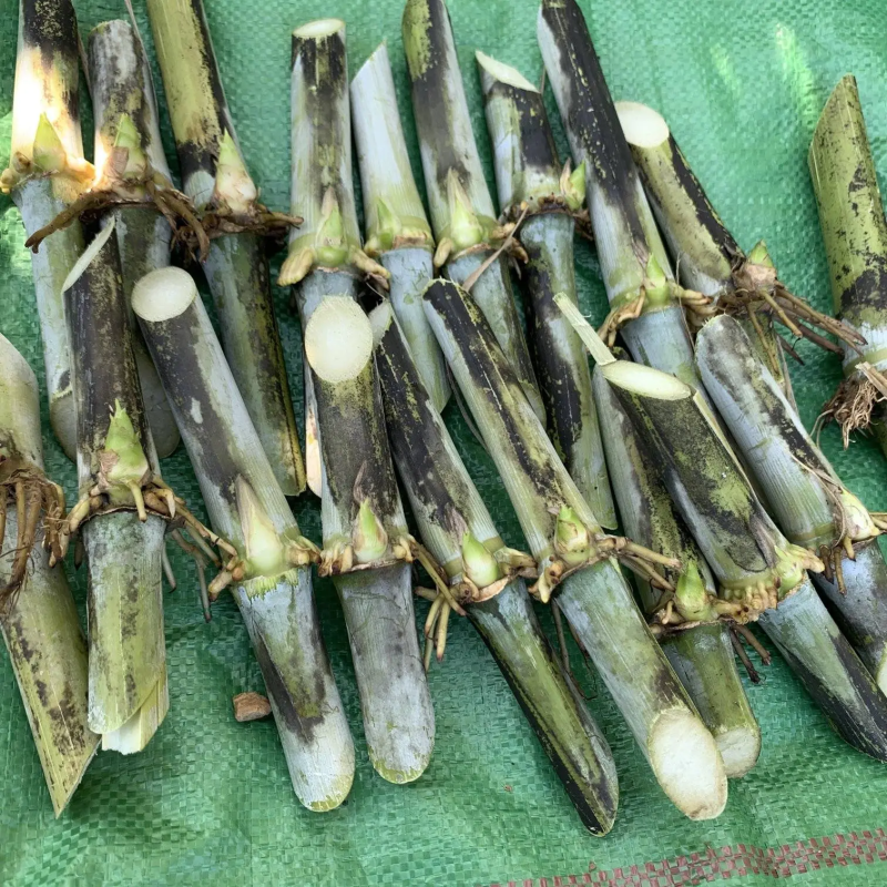 甜象草千亩基地量大发货质量保证提供技术