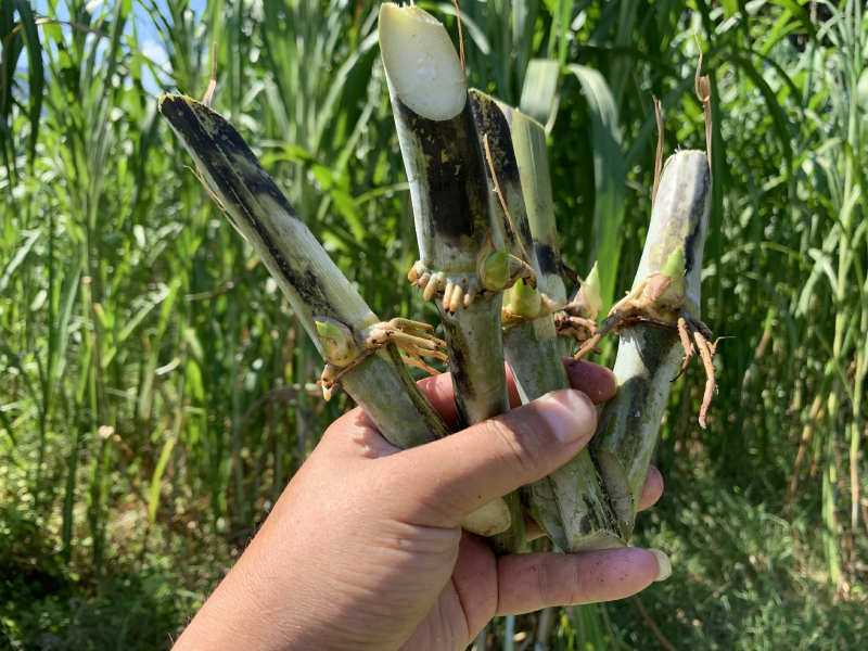 甜象草千亩基地量大发货质量保证提供技术