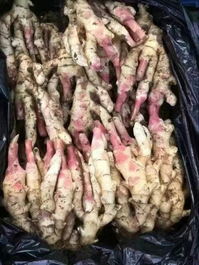 红芽鲜姜大量上市存窖存库老板联系保质保量产地现挖