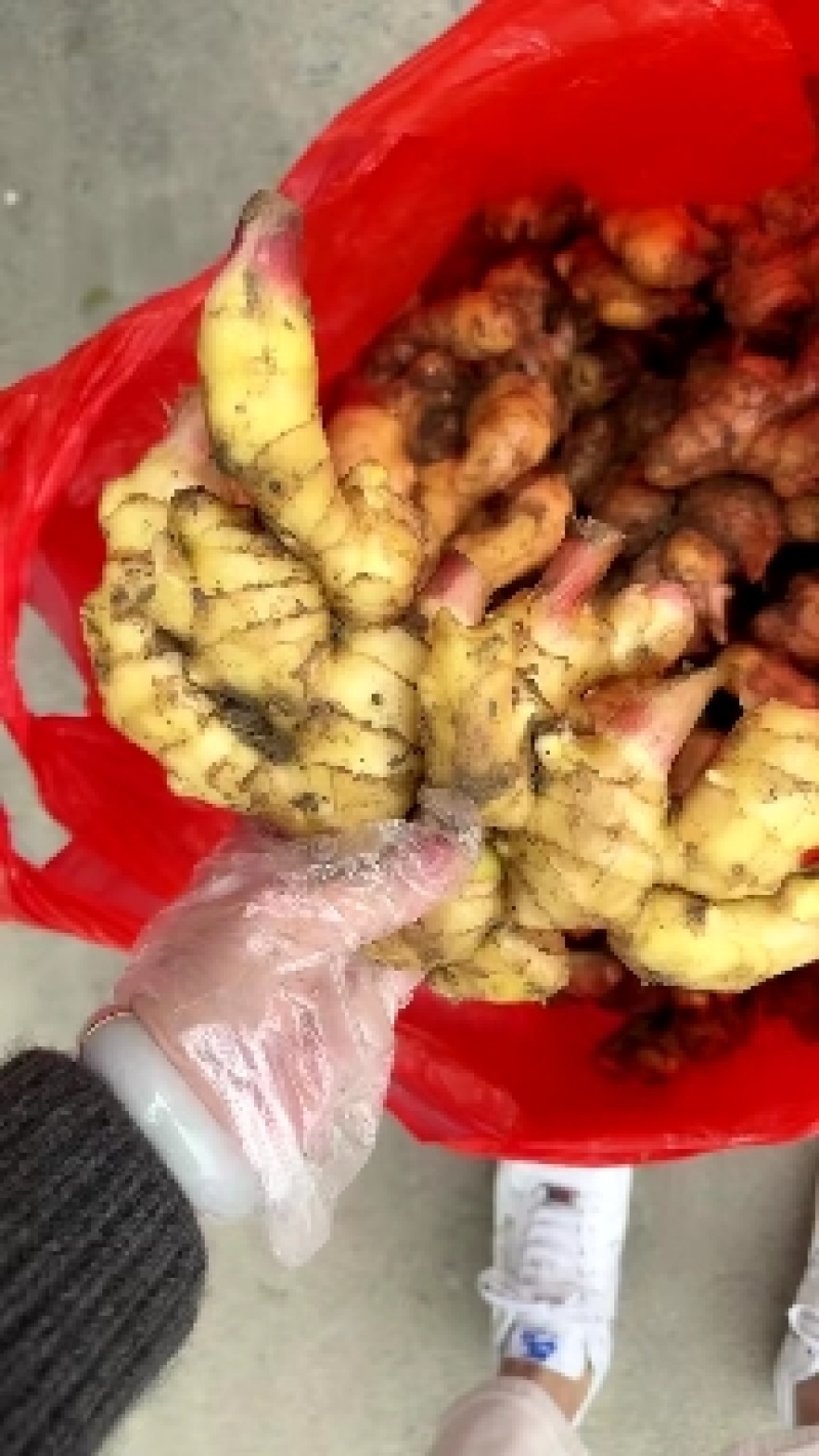 红芽鲜姜大量上市存窖存库老板联系保质保量产地现挖