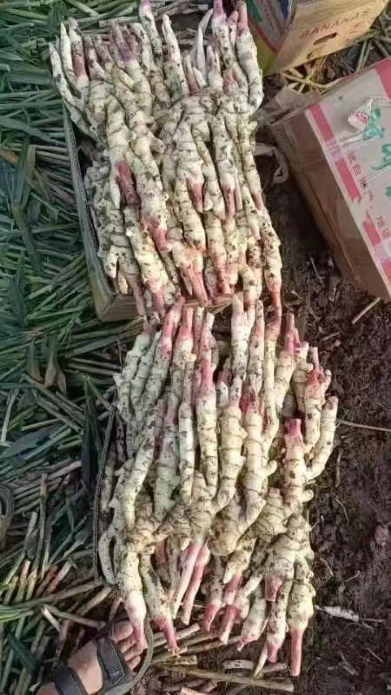 红芽鲜姜大量上市存窖存库老板联系保质保量产地现挖