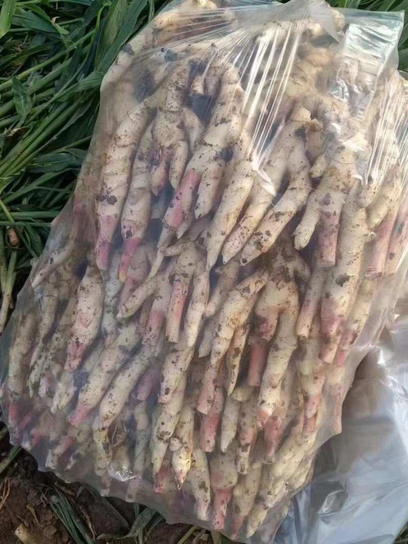 红芽鲜姜大量上市存窖存库老板联系保质保量产地现挖