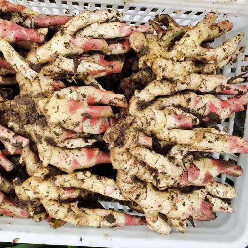 红芽鲜姜大量上市存窖存库老板联系保质保量产地现挖