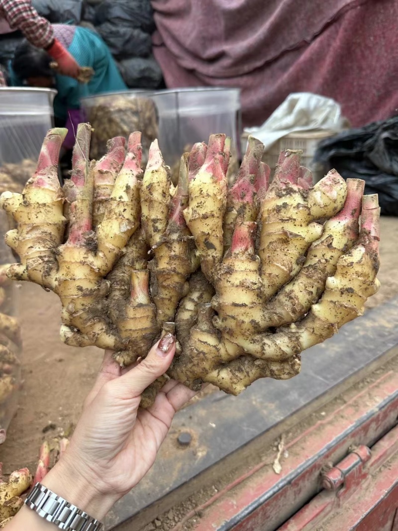 红芽鲜姜大量上市存窖存库老板联系保质保量产地现挖