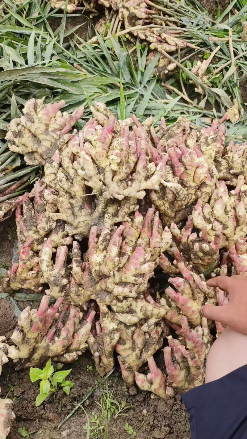 红芽鲜姜大量上市存窖存库老板联系保质保量产地现挖