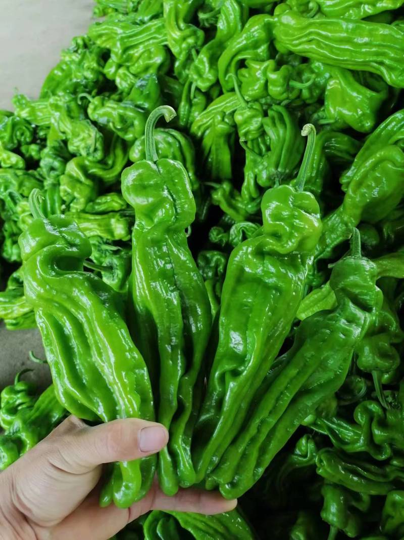 芜湖椒产地直供现摘现发品质保证全国发货