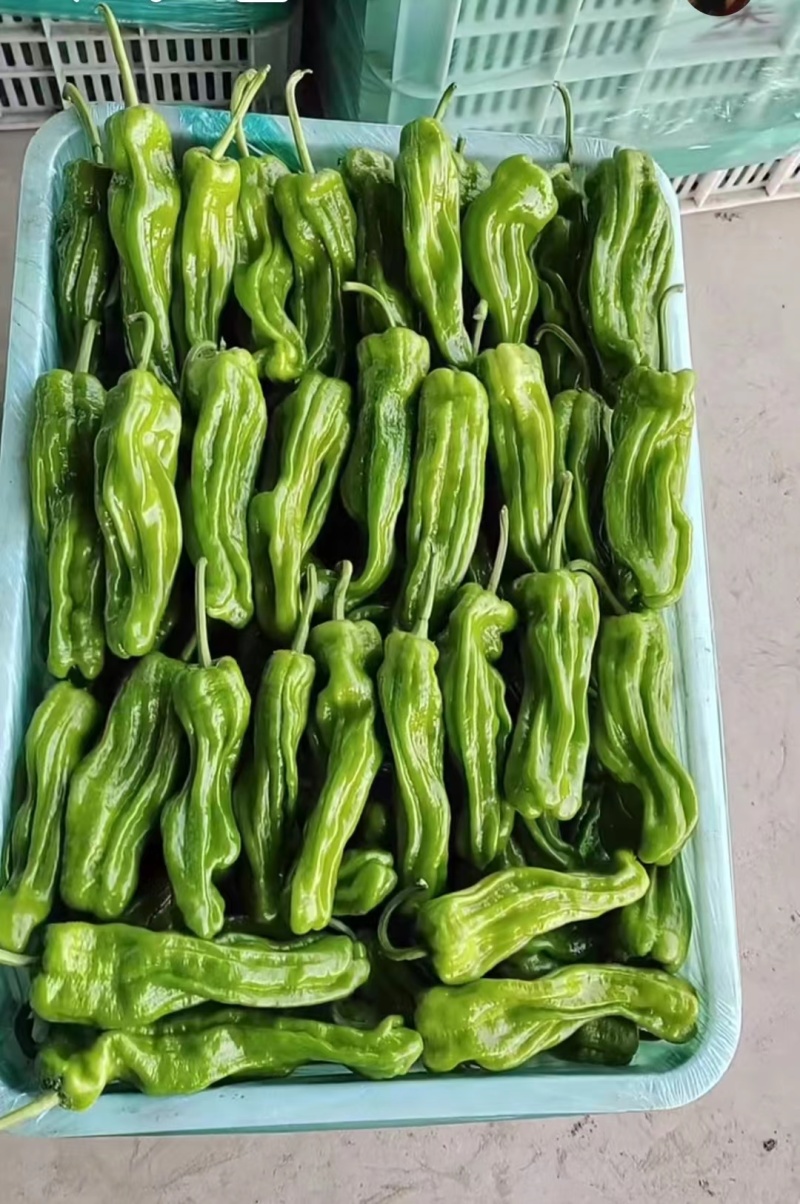芜湖椒产地直供现摘现发品质保证全国发货
